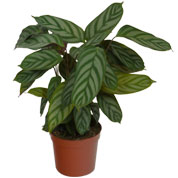 Calathea 'Compactstar' - C12